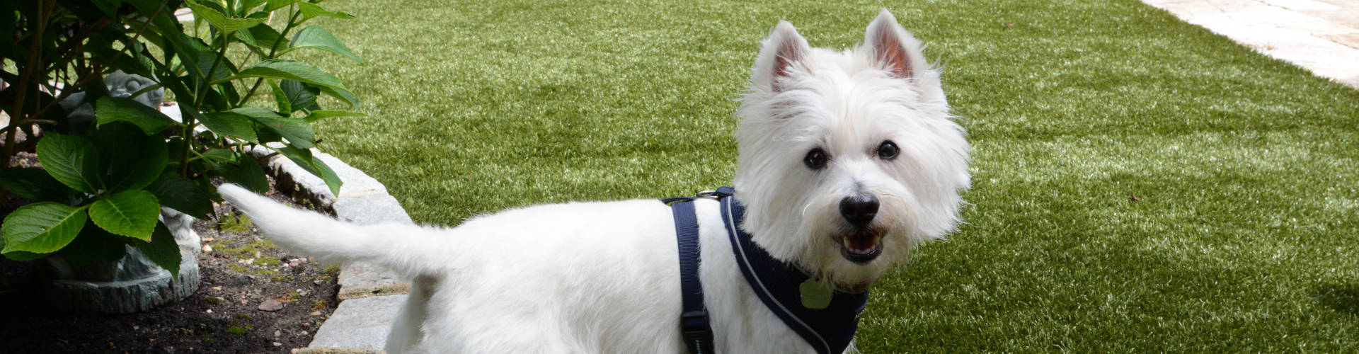 Vancouver Pet Turf Maintenance