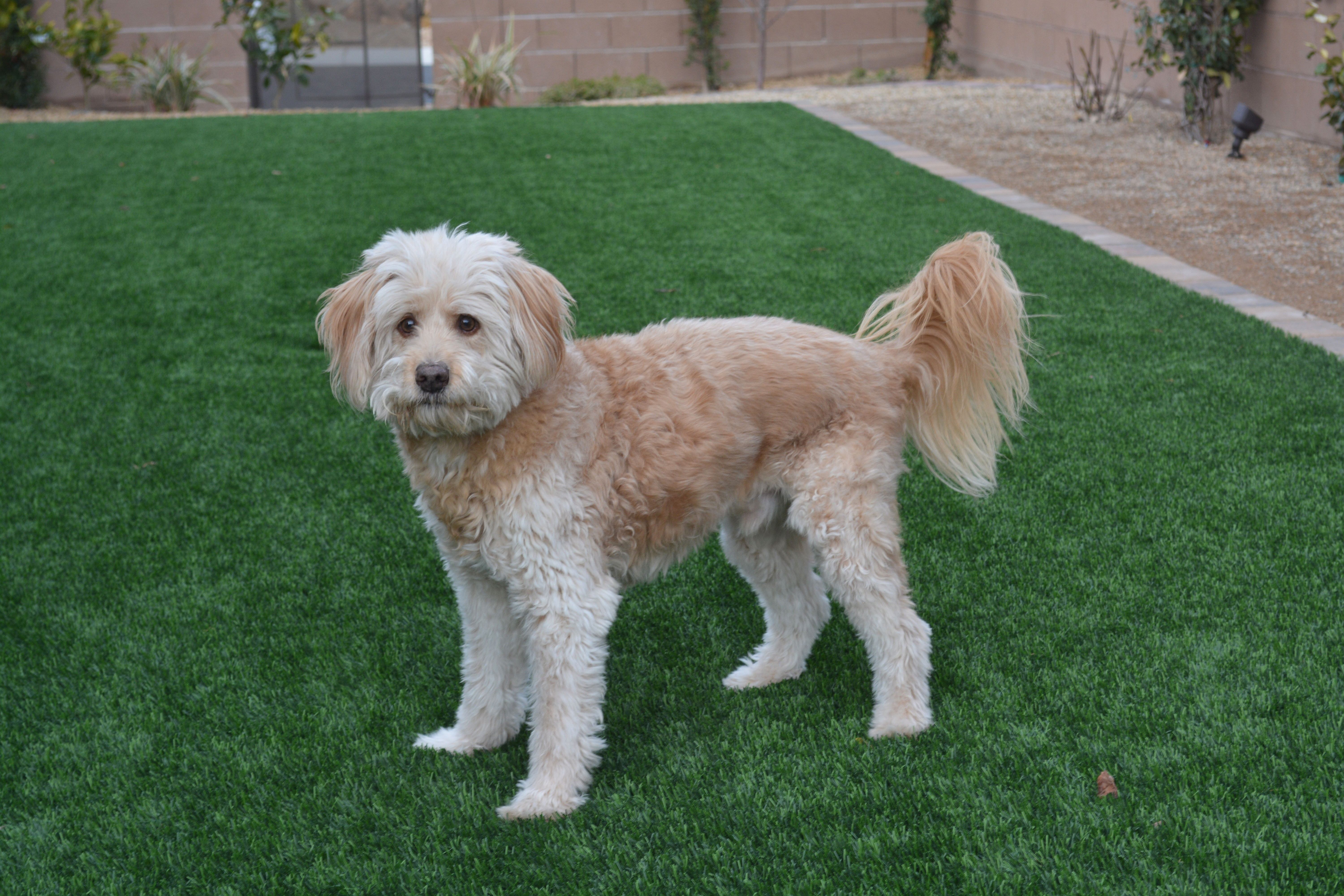 Vancouver artificial grass landscaping