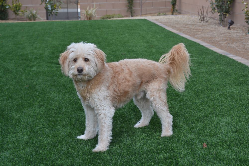 Vancouver artificial grass landscaping